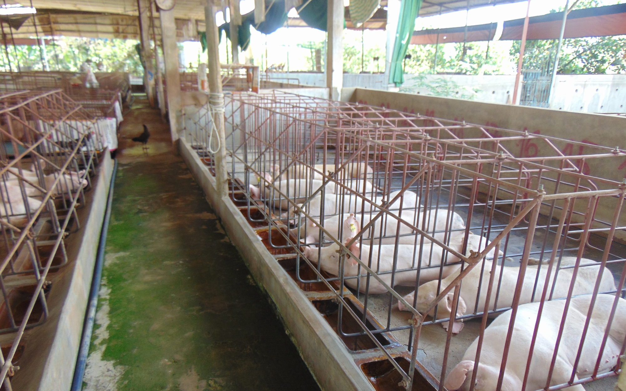Giá heo hơi hôm nay, 22-11: Bật tăng ở hầu hết các vùng miền