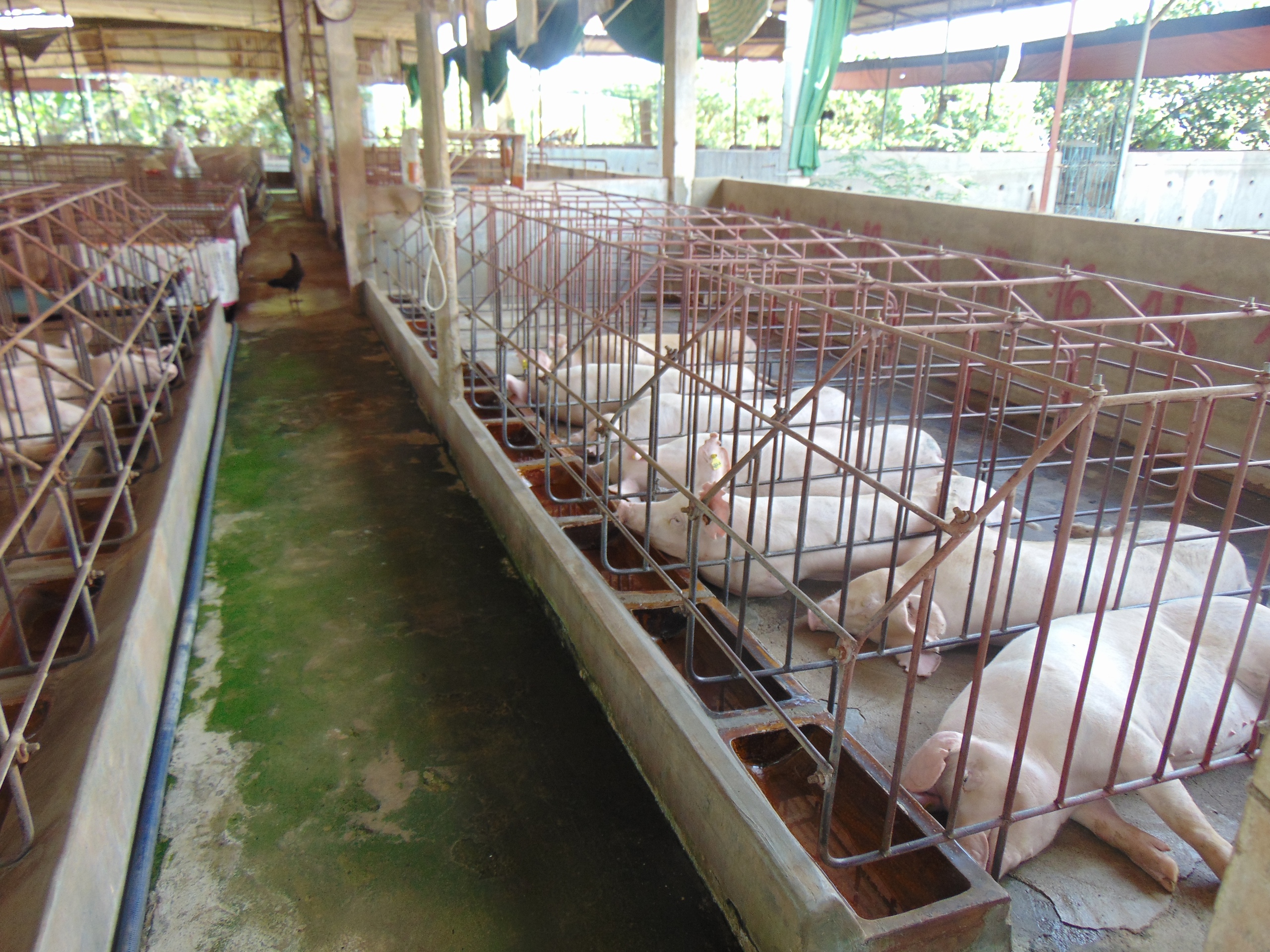 Giá heo hơi hôm nay, 22-11: Bật tăng ở hầu hết các vùng miền - Ảnh 1.
