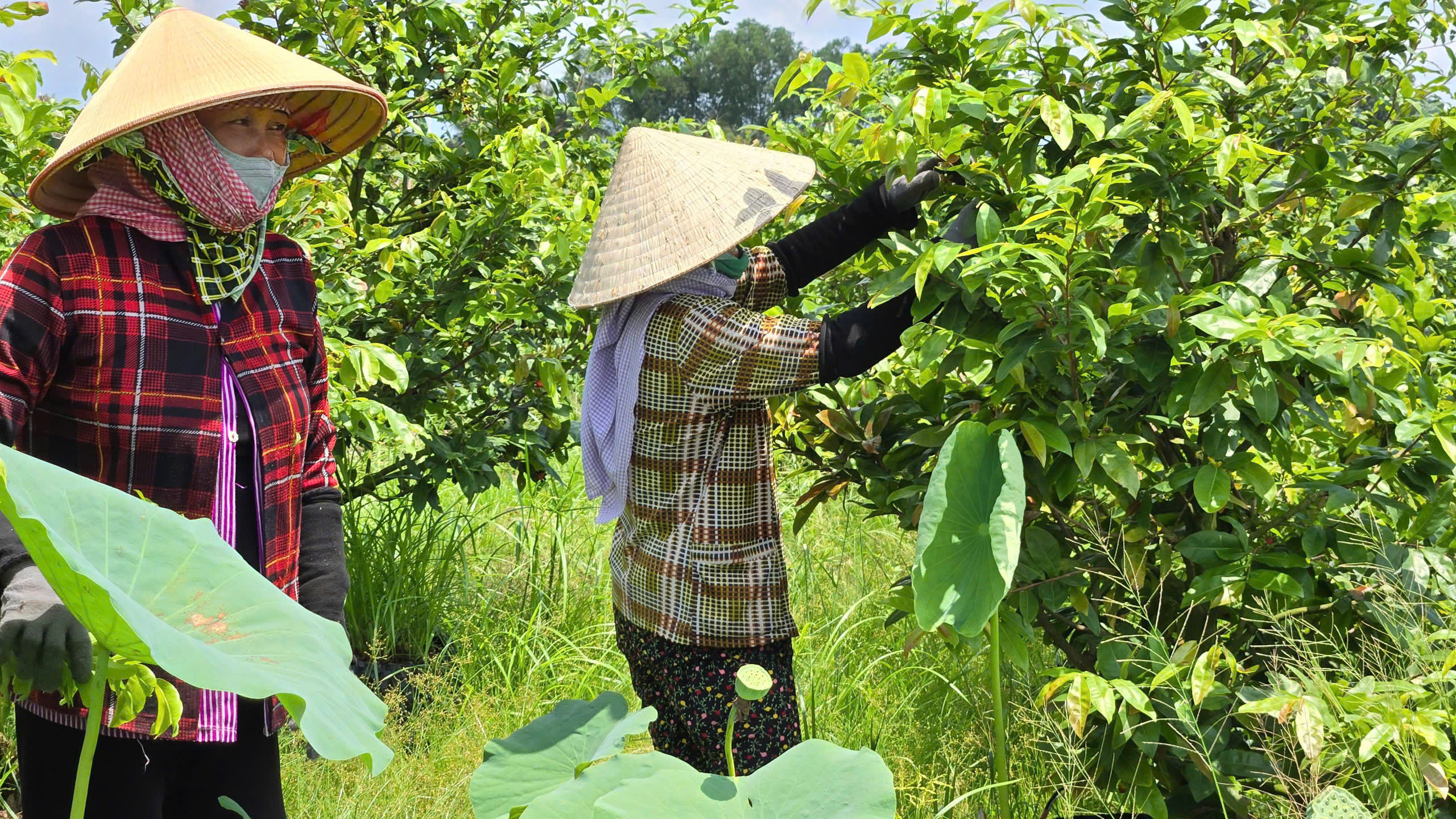Mai vàng Bình Lợi giữ hồn Tết Việt - Ảnh 2.