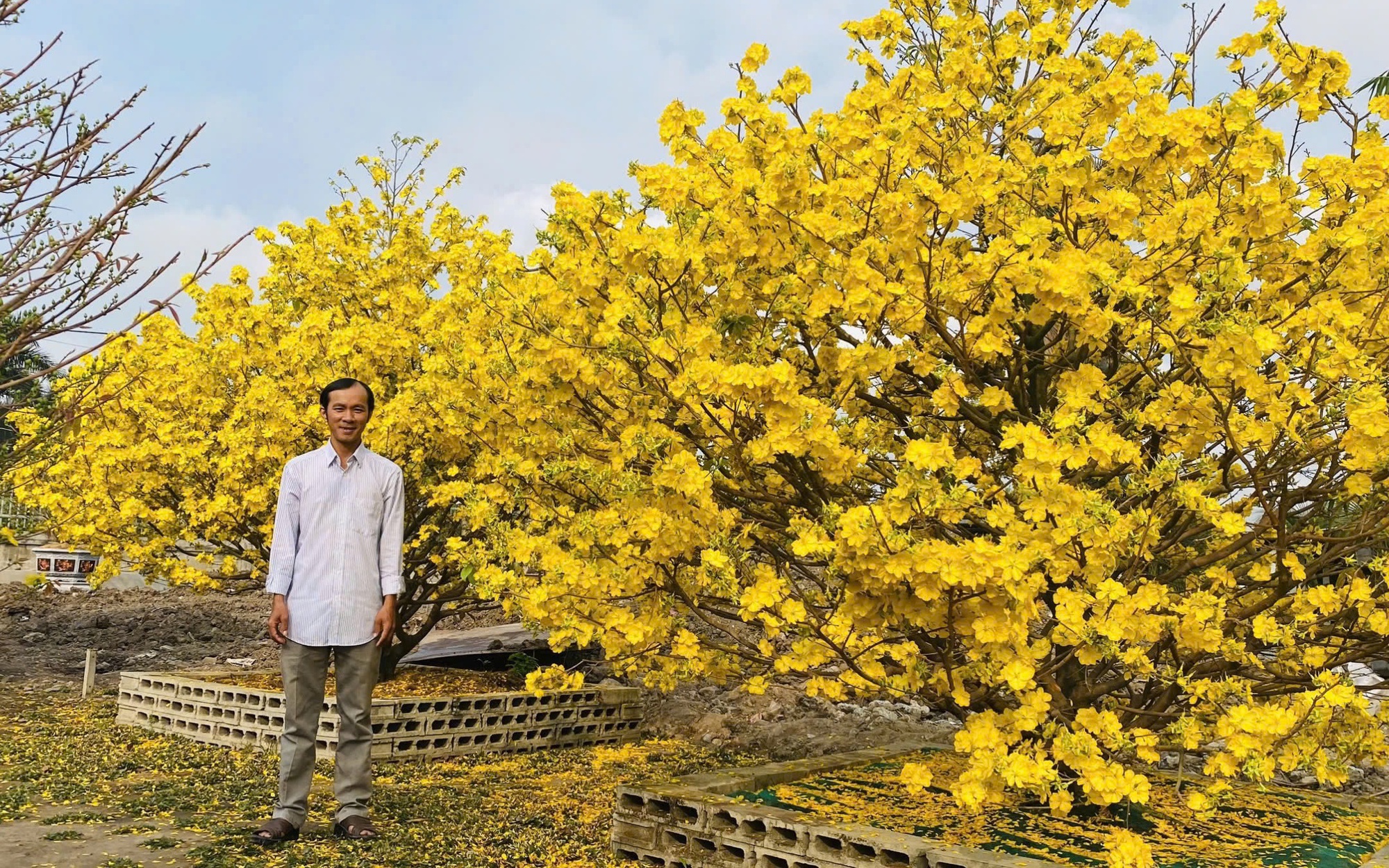 Khai mạc Đường hoa Mai vàng Bình Lợi: Tôn vinh làng nghề giữa lòng đô thị - Ảnh 7.