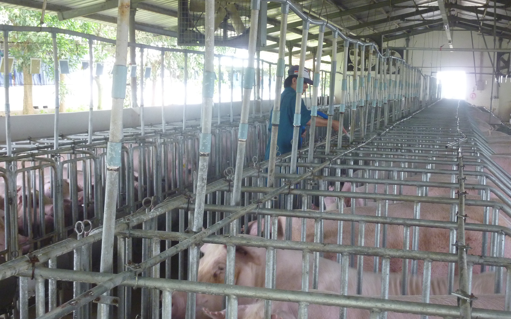 Giá heo hơi hôm nay, 26-11: Tiếp tục tăng ở nhiều vùng miền