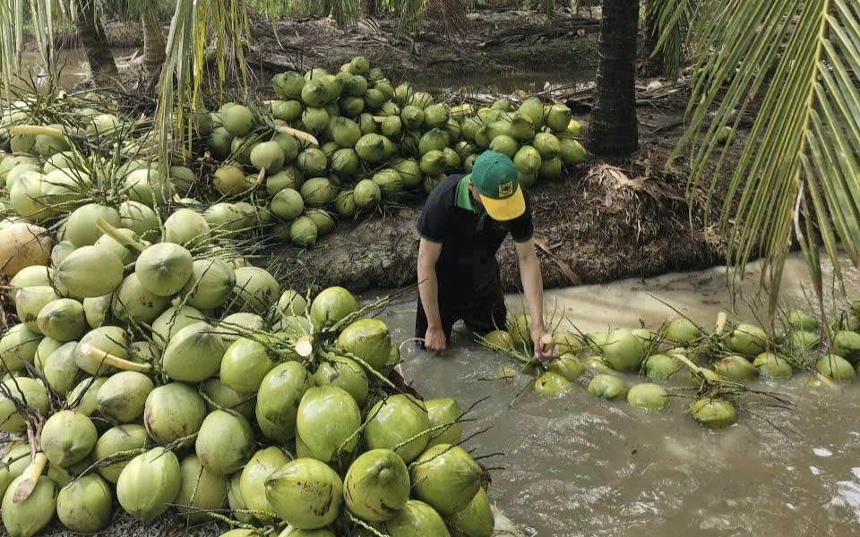 Xây dựng thương hiệu "Dừa Việt Nam xanh và an toàn"