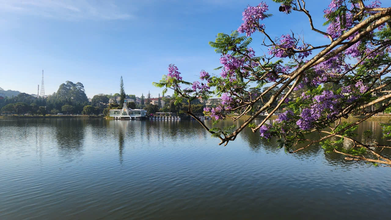 Ảnh hưởng b&atilde;o số 13, c&acirc;y phượng t&iacute;m qu&yacute; gi&aacute;, đẹp nhất Đ&agrave; Lạt bật gốc  - Ảnh 3.