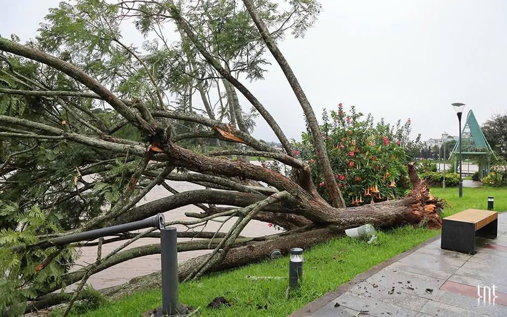 Ảnh hưởng bão số 13, cây phượng tím quý giá, đẹp nhất Đà Lạt bật gốc