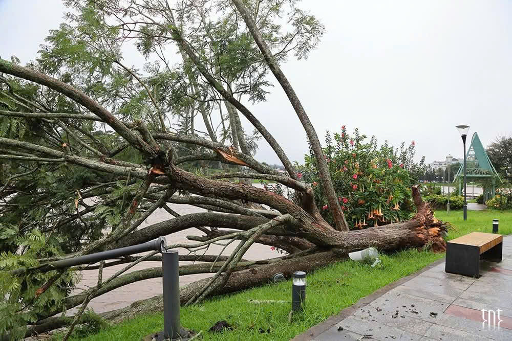 Ảnh hưởng b&atilde;o số 13, c&acirc;y phượng t&iacute;m qu&yacute; gi&aacute;, đẹp nhất Đ&agrave; Lạt bật gốc  - Ảnh 1.