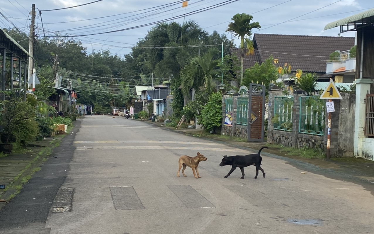Nam thanh niên không uống được nước, không chịu được tiếng ồn và tử vong sau 20 ngày bị chó cắn