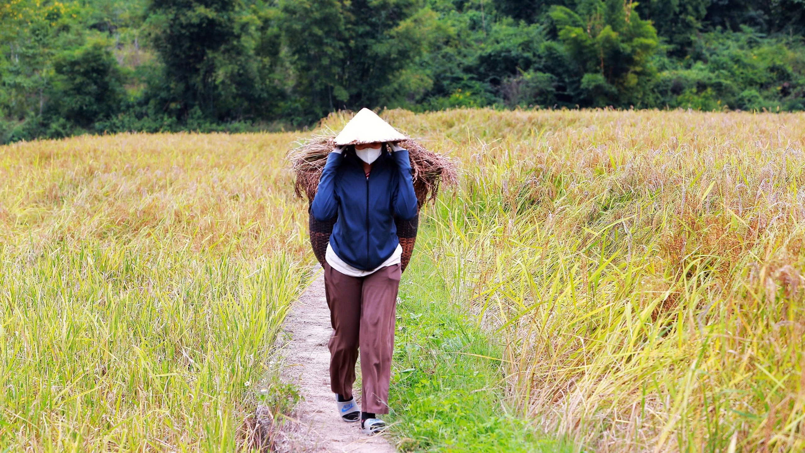 Loại cây đặc sản vào vụ, nhuộm vàng bản làng vùng cao xứ Thanh - Ảnh 7.