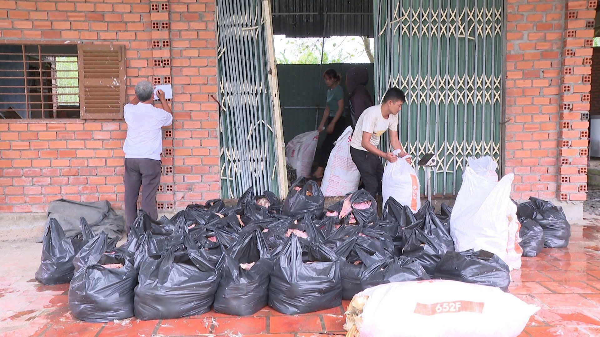 TPHCM Ph&aacute;t hiện 2 . 000 Kg vịt chết bốc m&ugrave;i đang vận chuyển - Ảnh 1.