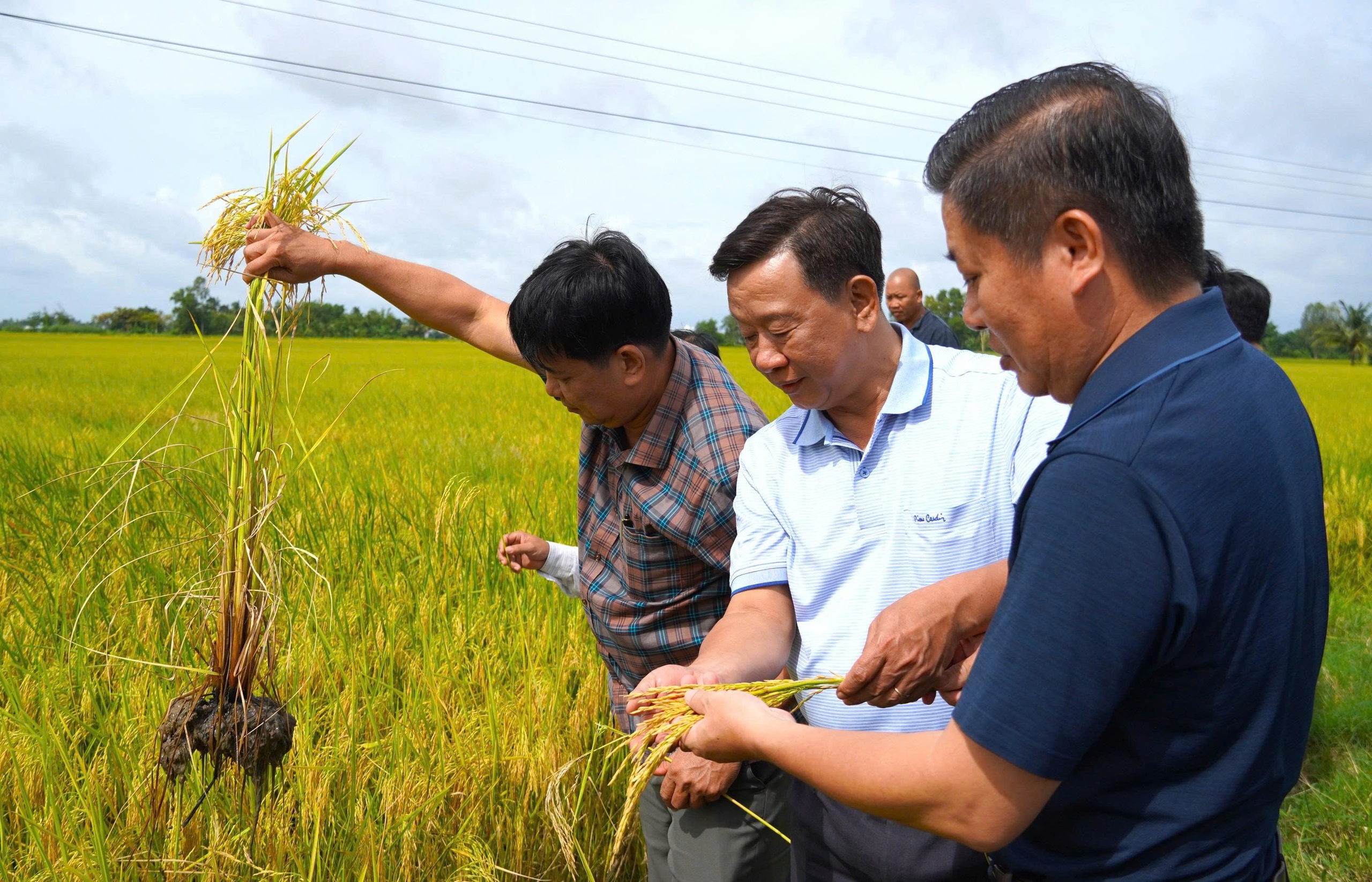 L&agrave;m gi&agrave;u từ canh t&aacute;c l&uacute;a chất lượng cao ở ĐBSCL - Ảnh 3.