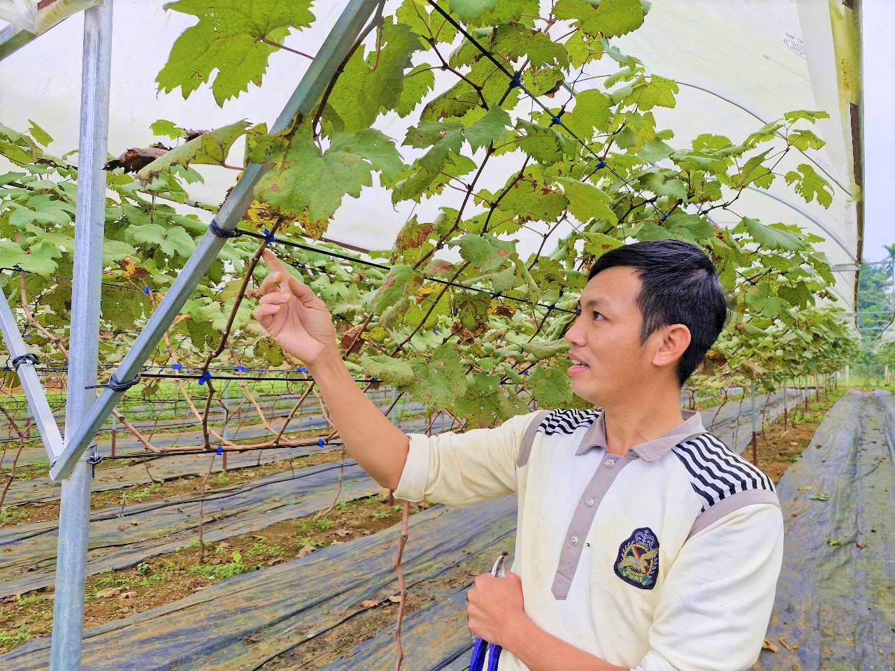 Mang ba l&ocirc; rời qu&ecirc; ngh&egrave;o, nhiều lao động mang tri thức trở về mở lối tương lai - Ảnh 1.