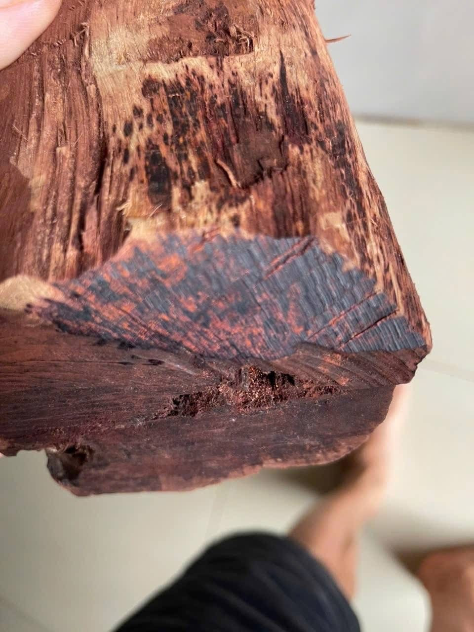 Ai đang đứng sau cuộc săn lùng loài gỗ "vô danh" có giá đến 3 triệu/kg ở Quảng Trị? - Ảnh 2.