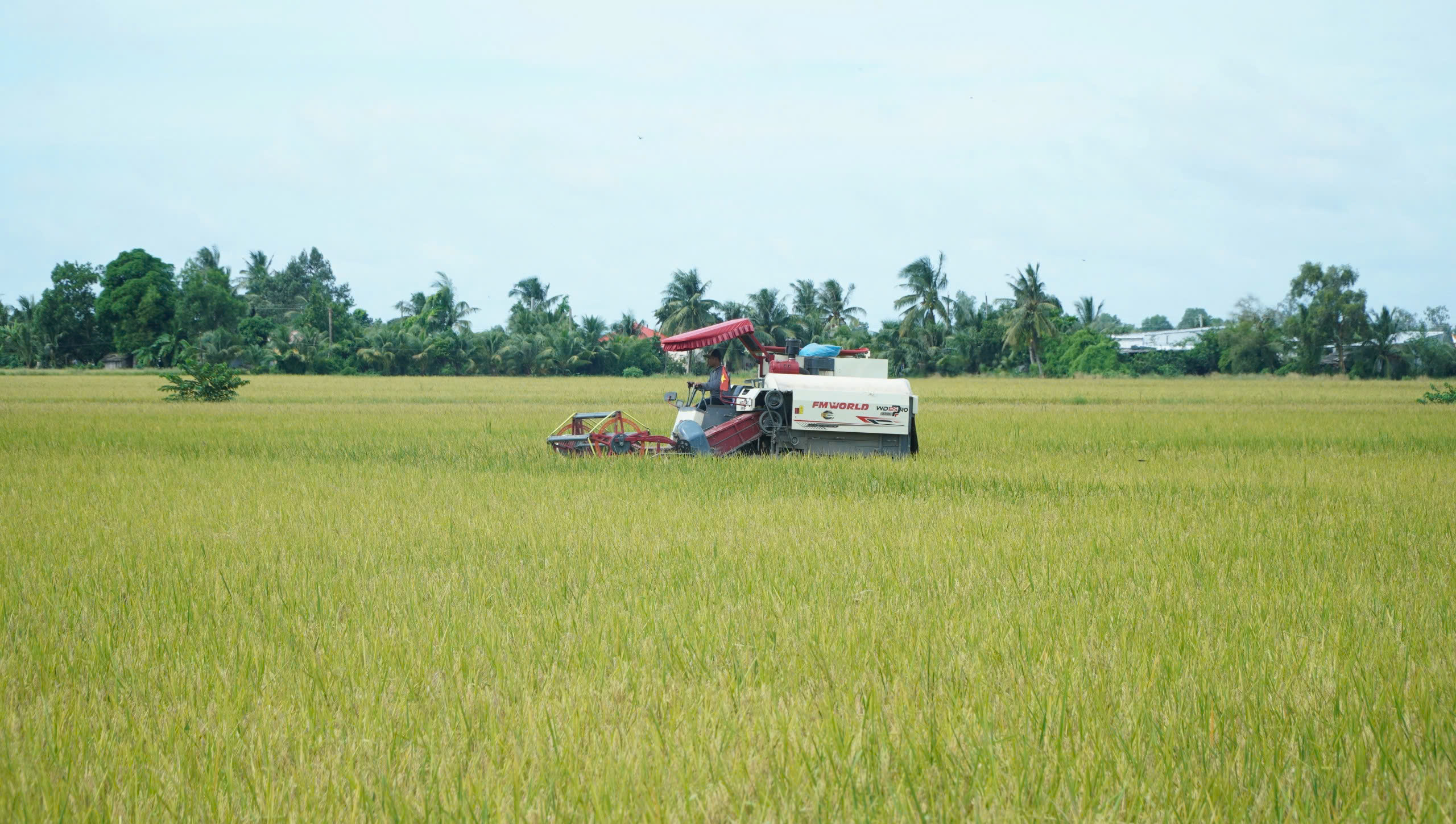 L&agrave;m gi&agrave;u từ canh t&aacute;c l&uacute;a chất lượng cao ở ĐBSCL - Ảnh 1.