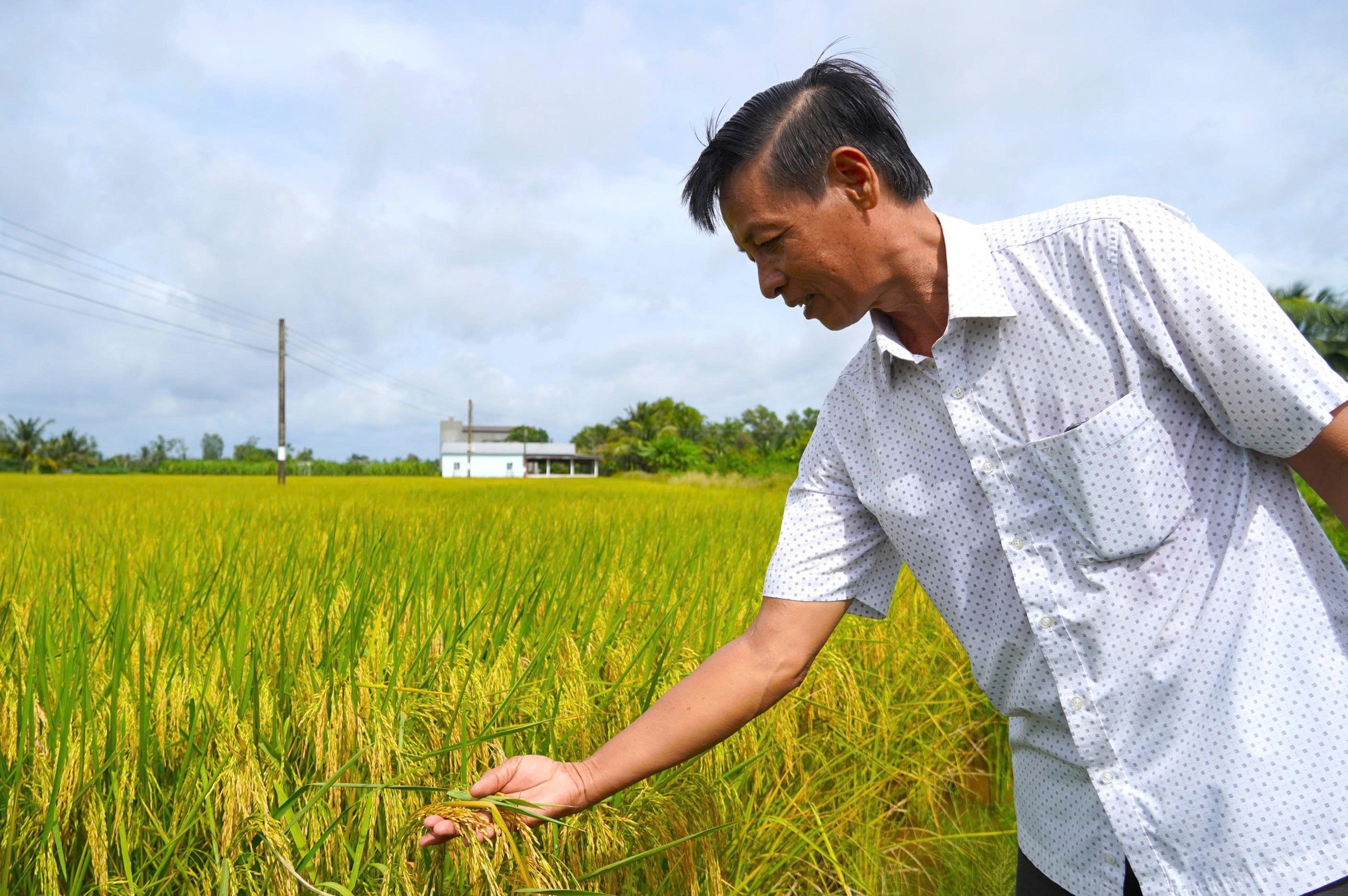 L&agrave;m gi&agrave;u từ canh t&aacute;c l&uacute;a chất lượng cao ở ĐBSCL - Ảnh 2.