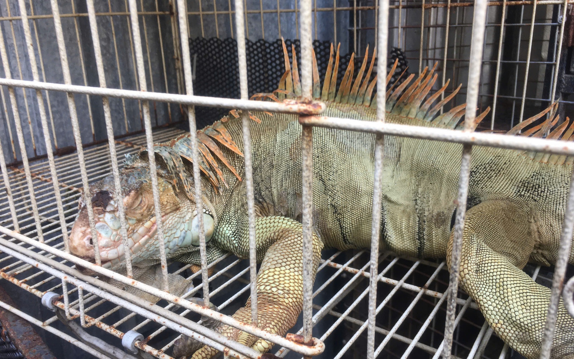 75 con rồng Nam Mỹ bị nuôi nhốt trái phép ở TPHCM