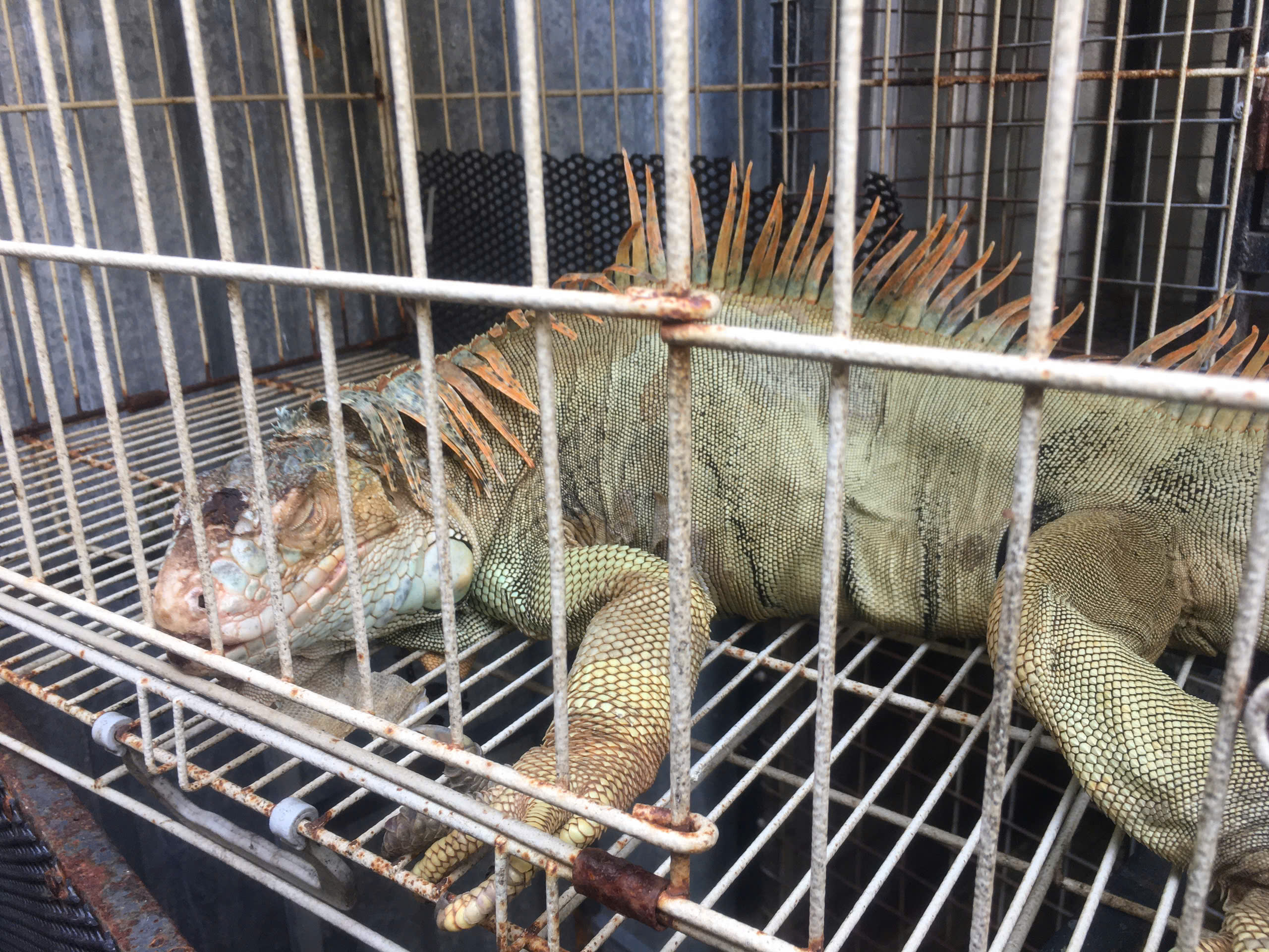 75 Con rồng Nam Mỹ bị nuôi nhốt trái phép Tại TPHCM - Ảnh 1.
