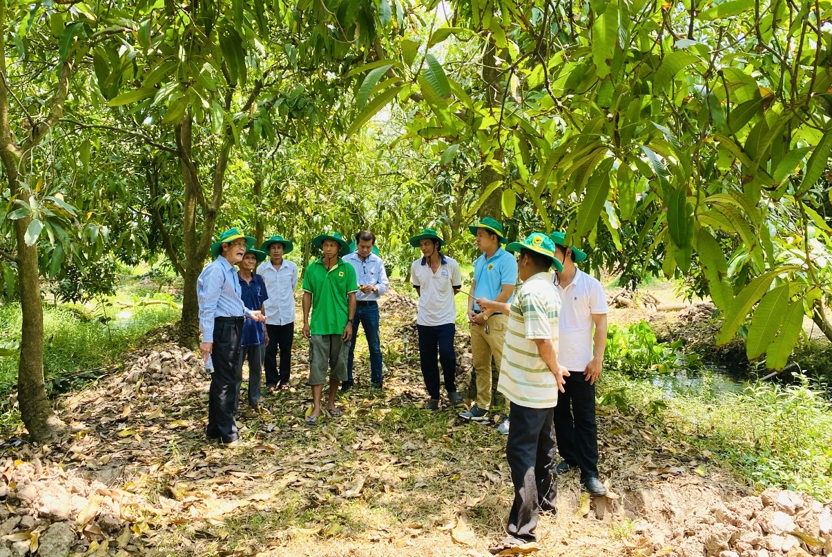 Phục hồi vườn cây ăn trái ĐBSCL sau ngập úng: Giải pháp khoa học cho bà con nhà vườn - Ảnh 2.