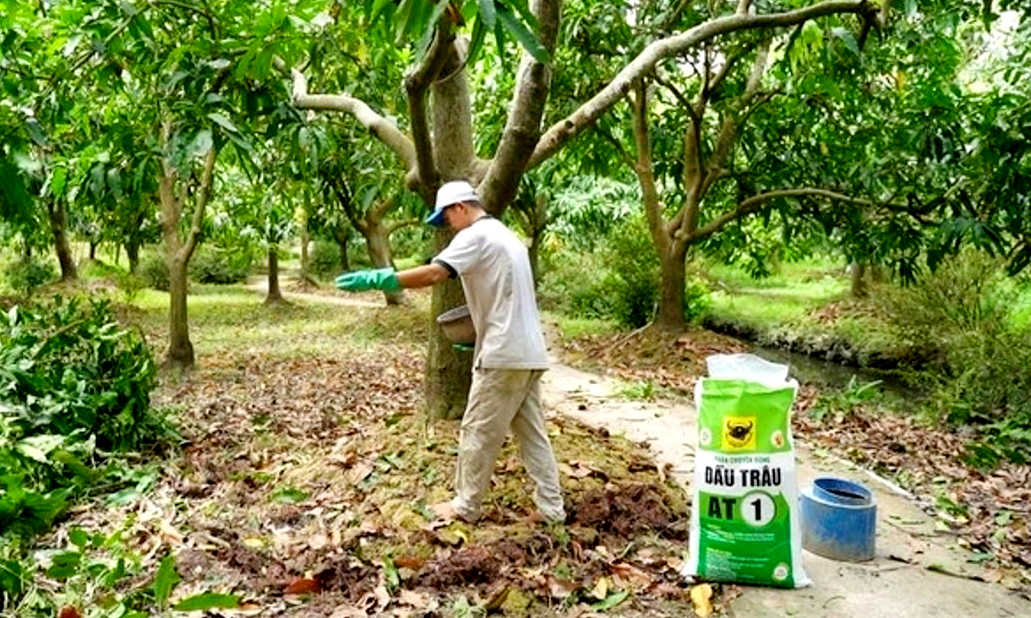 Phục hồi vườn cây ăn trái ĐBSCL sau ngập úng: Giải pháp khoa học cho bà con nhà vườn - Ảnh 3.