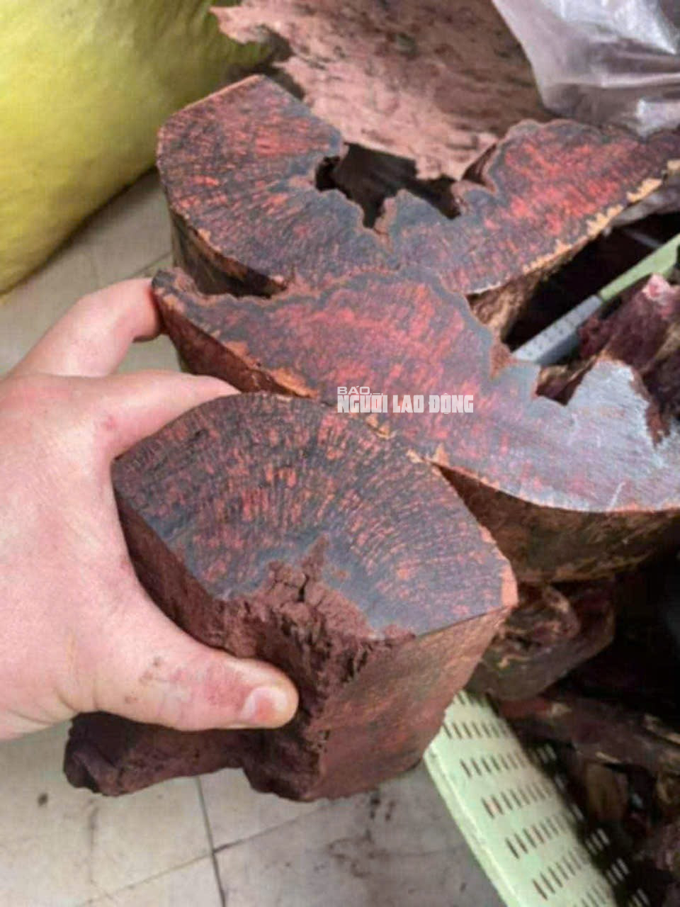 Gỗ m&aacute;n đỉa Quảng Trị: Cơn sốt gi&aacute; cao v&agrave; nguy cơ x&acirc;m hại rừng tự nhi&ecirc;n - Ảnh 2.