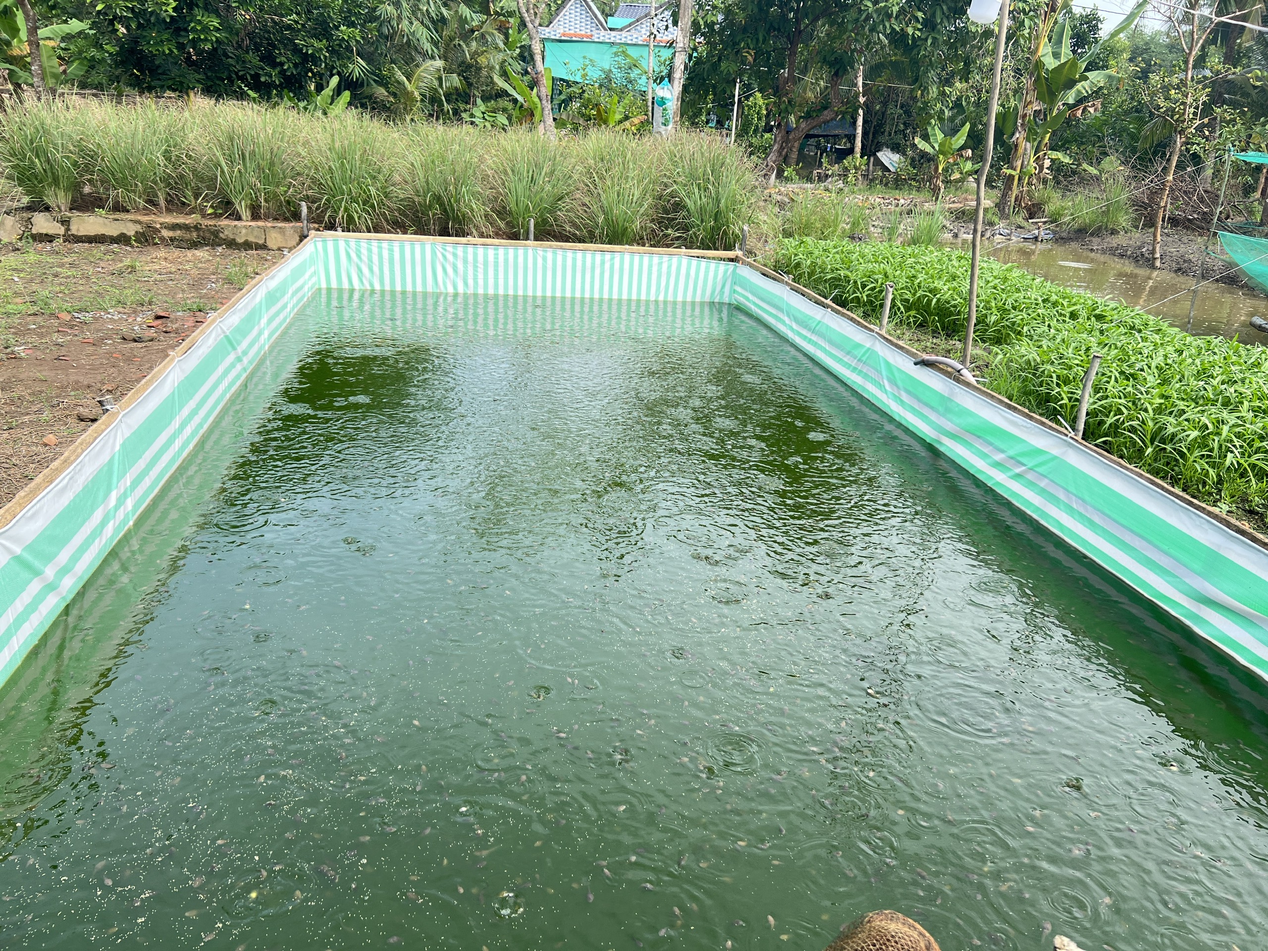 Người phụ nữ Khmer vượt kh&oacute; nu&ocirc;i 2 con ăn học từ m&ocirc; h&igrave;nh kinh tế k&eacute;p   - Ảnh 2.