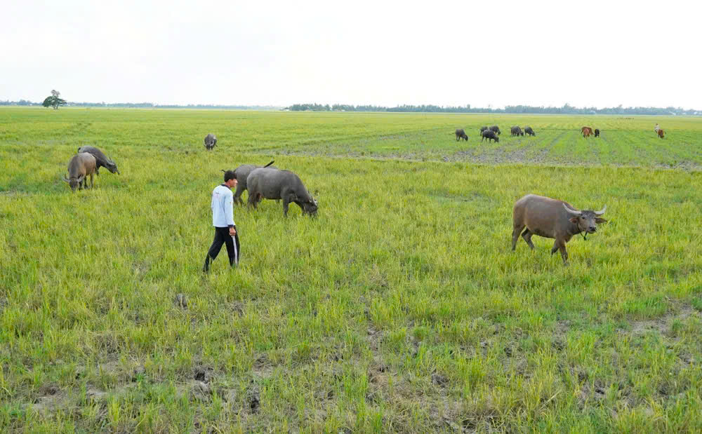 Nghề nu&ocirc;i tr&acirc;u sinh sản ở T&acirc;y Ninh - Ảnh 3.