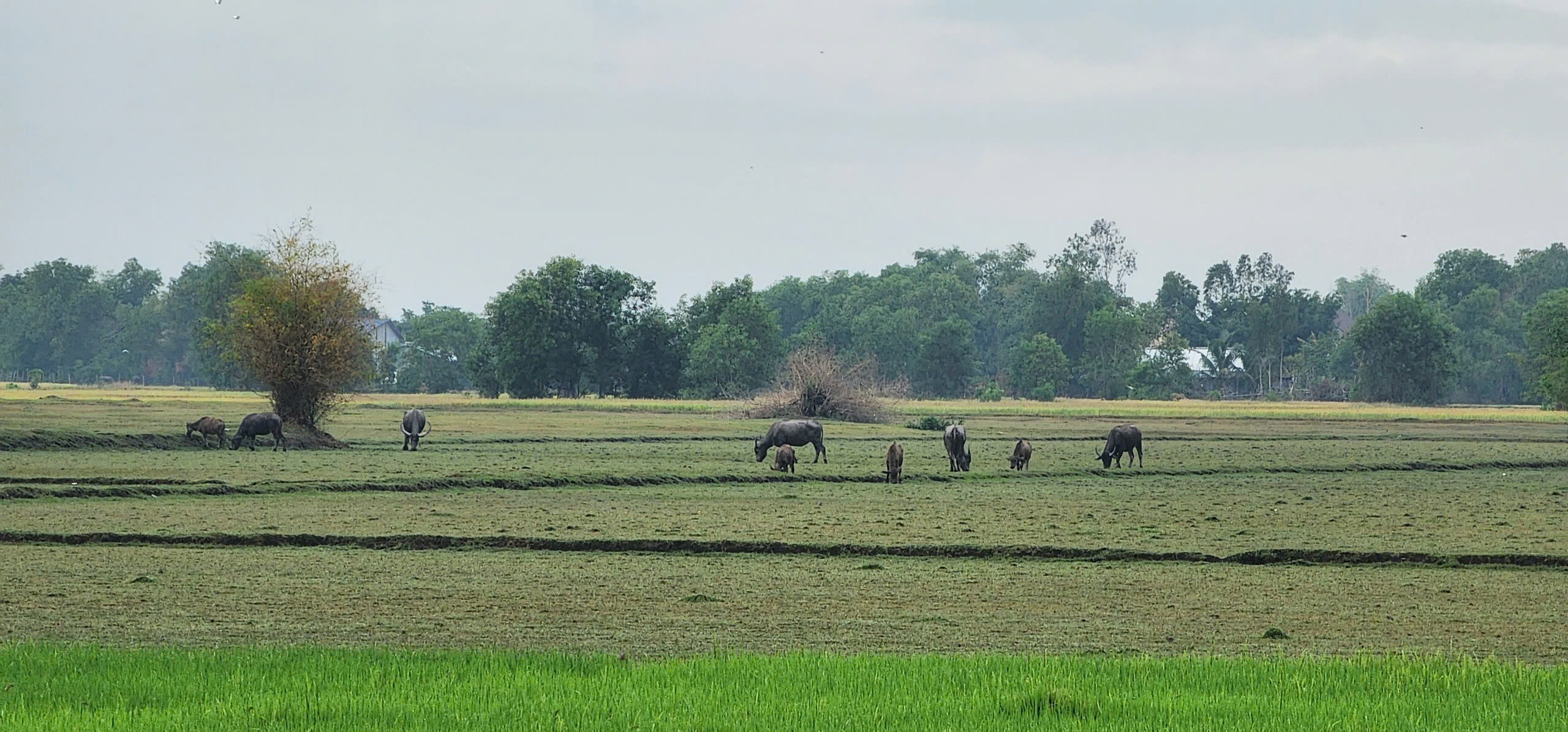 Nghề nu&ocirc;i tr&acirc;u sinh sản ở T&acirc;y Ninh - Ảnh 2.