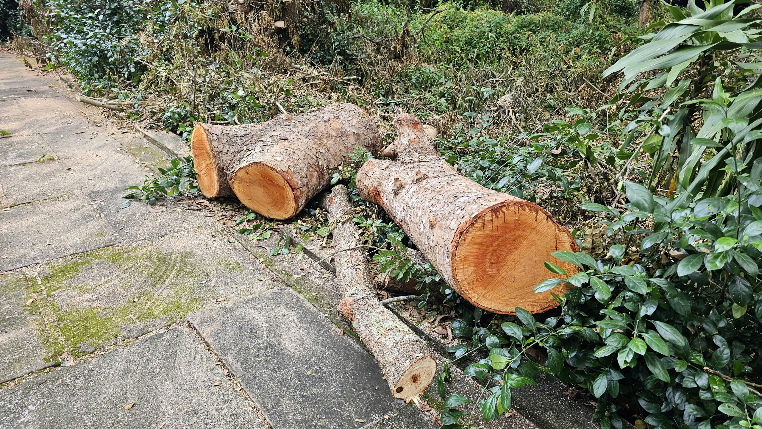 Cần Thơ điều tra vụ đốn hạ 42 cây xanh tại Khu văn hóa hồ Nước Ngọt - Ảnh 2.