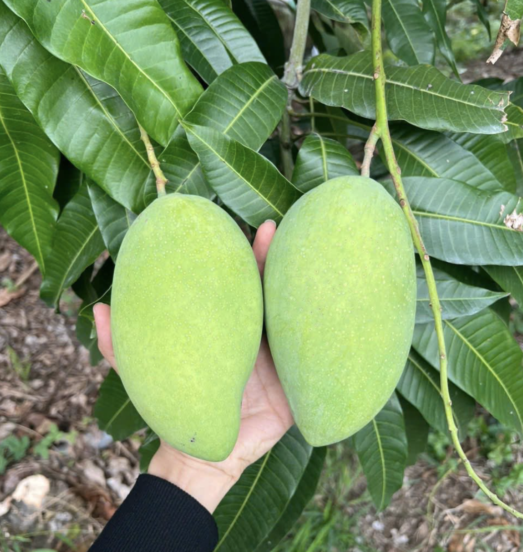 Nh&agrave; vườn ở miền T&acirc;y kh&ocirc;ng c&ograve;n xo&agrave;i c&aacute;t H&ograve;a Lộc để b&aacute;n v&igrave; "ch&aacute;y" h&agrave;ng - Ảnh 1.