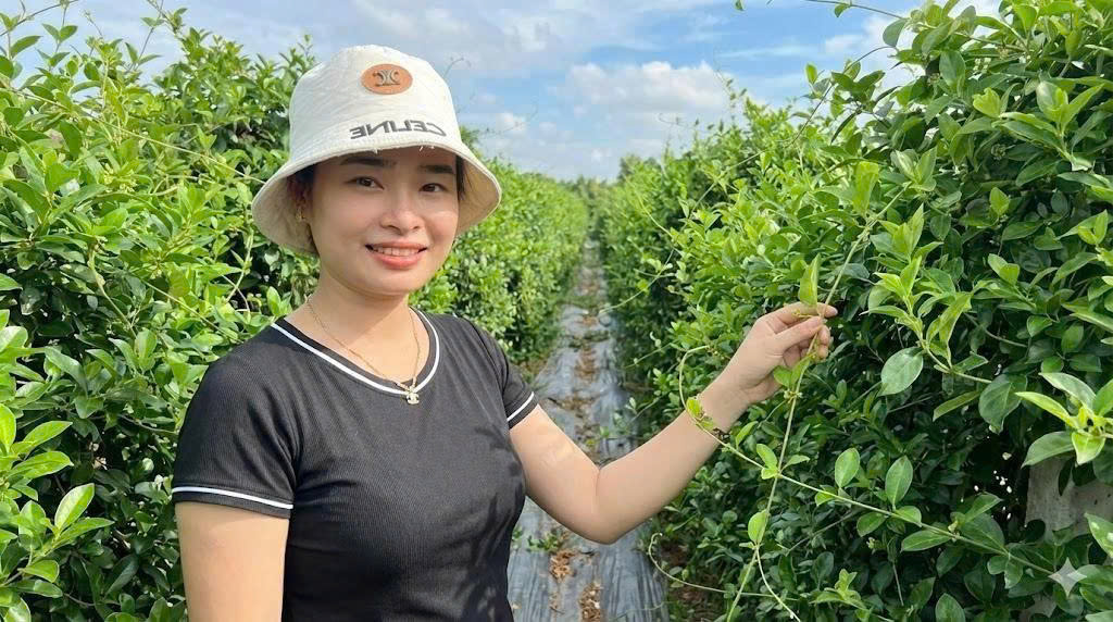 Trồng dược liệu thoát nghèo - Ảnh 2.