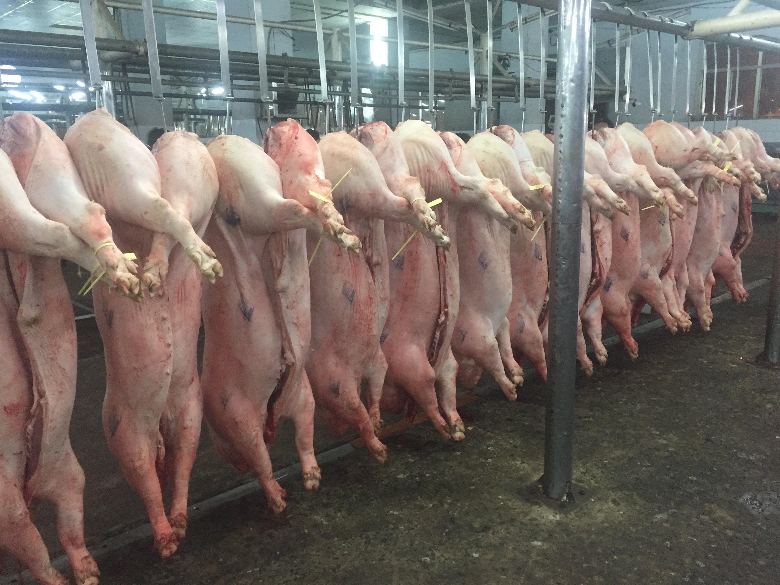 Gi&aacute; heo hơi h&ocirc;m nay 15 - 12: Thay đổi gi&aacute; từ hộ nhỏ lẻ v&agrave; c&ocirc;ng ty lớn - Ảnh 1.