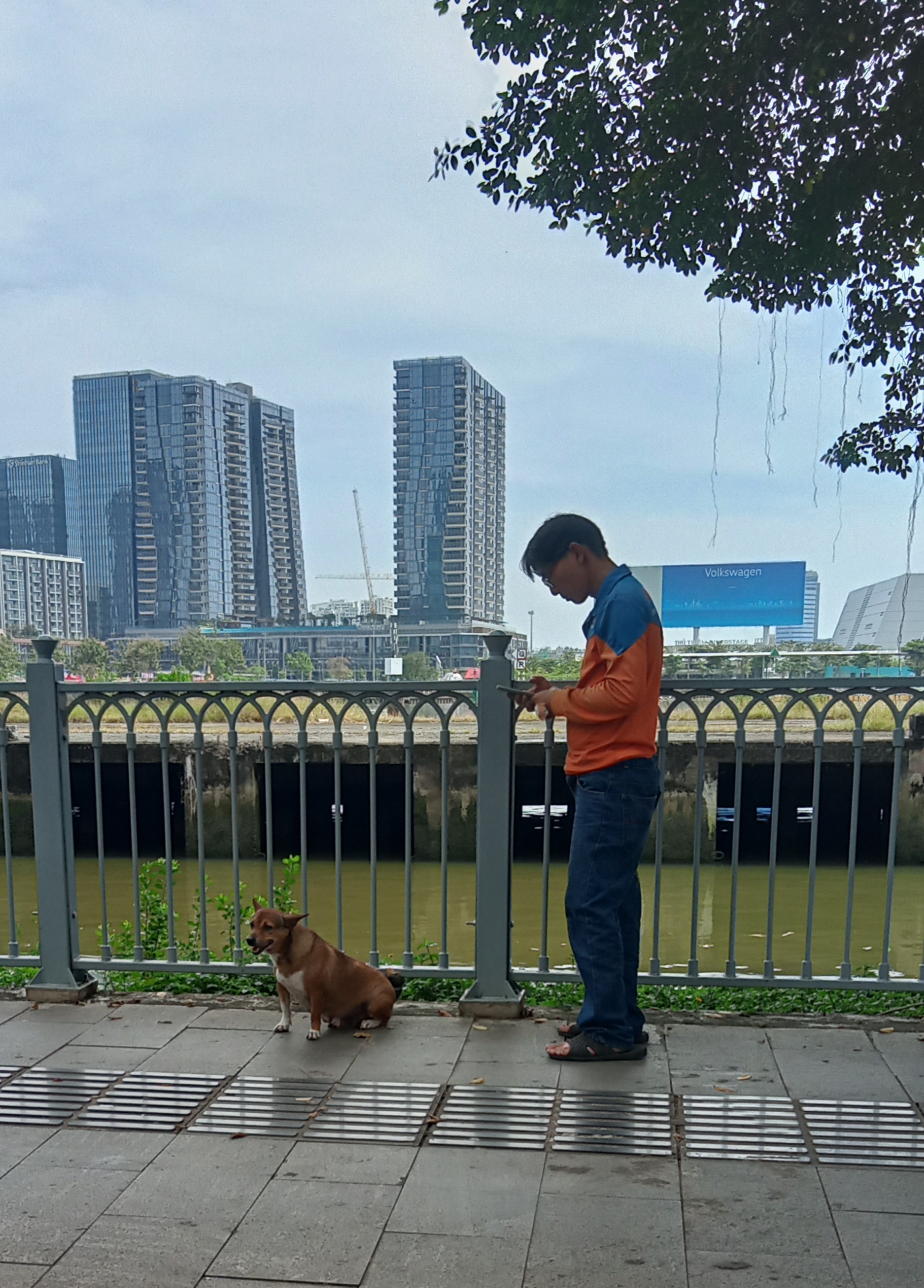 Chó thả rông, không rọ mõm - Ảnh 1.