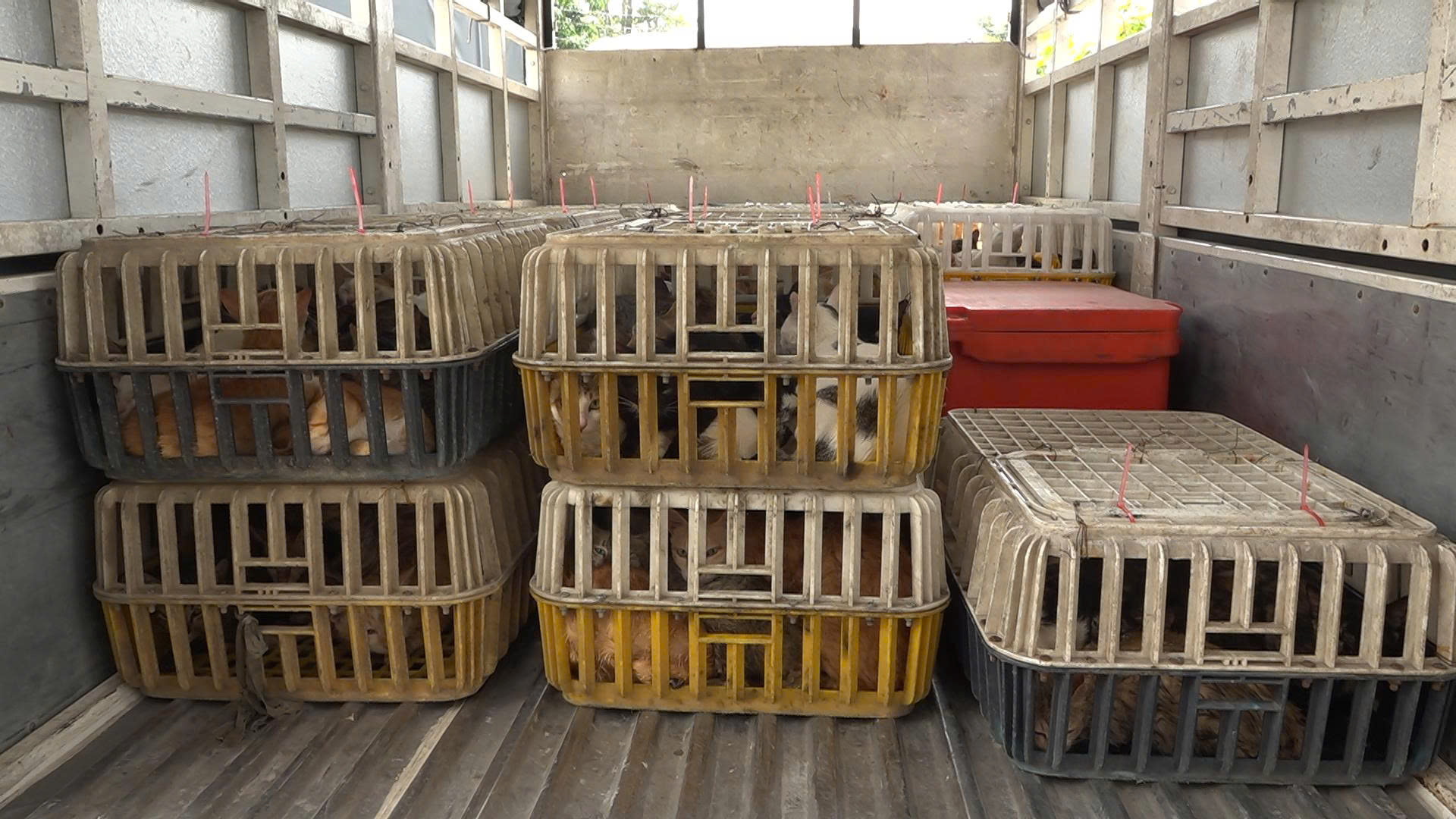Bắt quả tang kho lạnh chứa hơn 700kg mèo không rõ nguồn gốc ở Đồng Tháp - Ảnh 3.