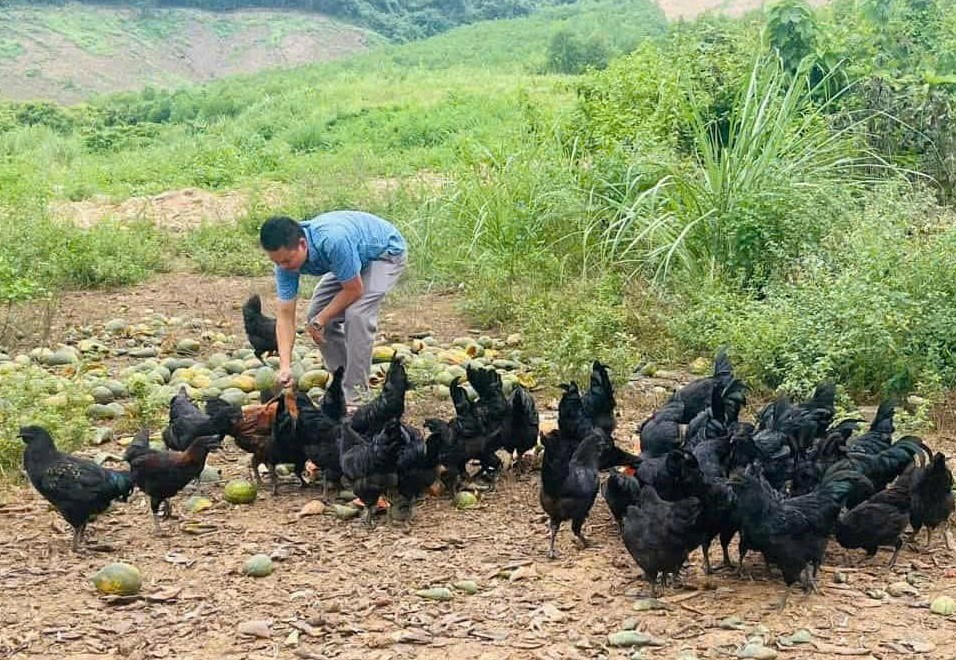Thoát nghèo từ mô hình nuôi gà an toàn sinh học - Ảnh 1.