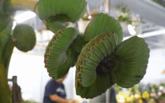 An toàn thực phẩm Tết: Cam kết từ nhà sản xuất và kiểm tra chất lượng - Ảnh 3.