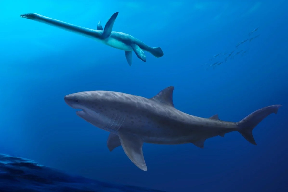 Si&ecirc;u c&aacute; mập chưa từng biết "Mega-Predator" lộ diện ở &Uacute;c - Ảnh 1.