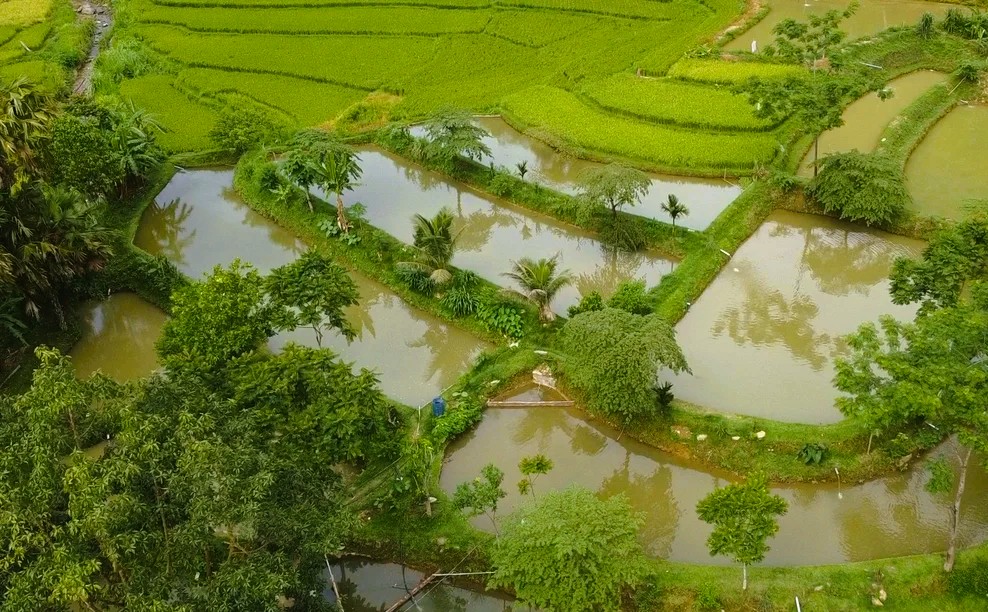 Mạng xã hội trong lan tỏa mô hình thoát nghèo ở Thanh Hóa - Ảnh 4.