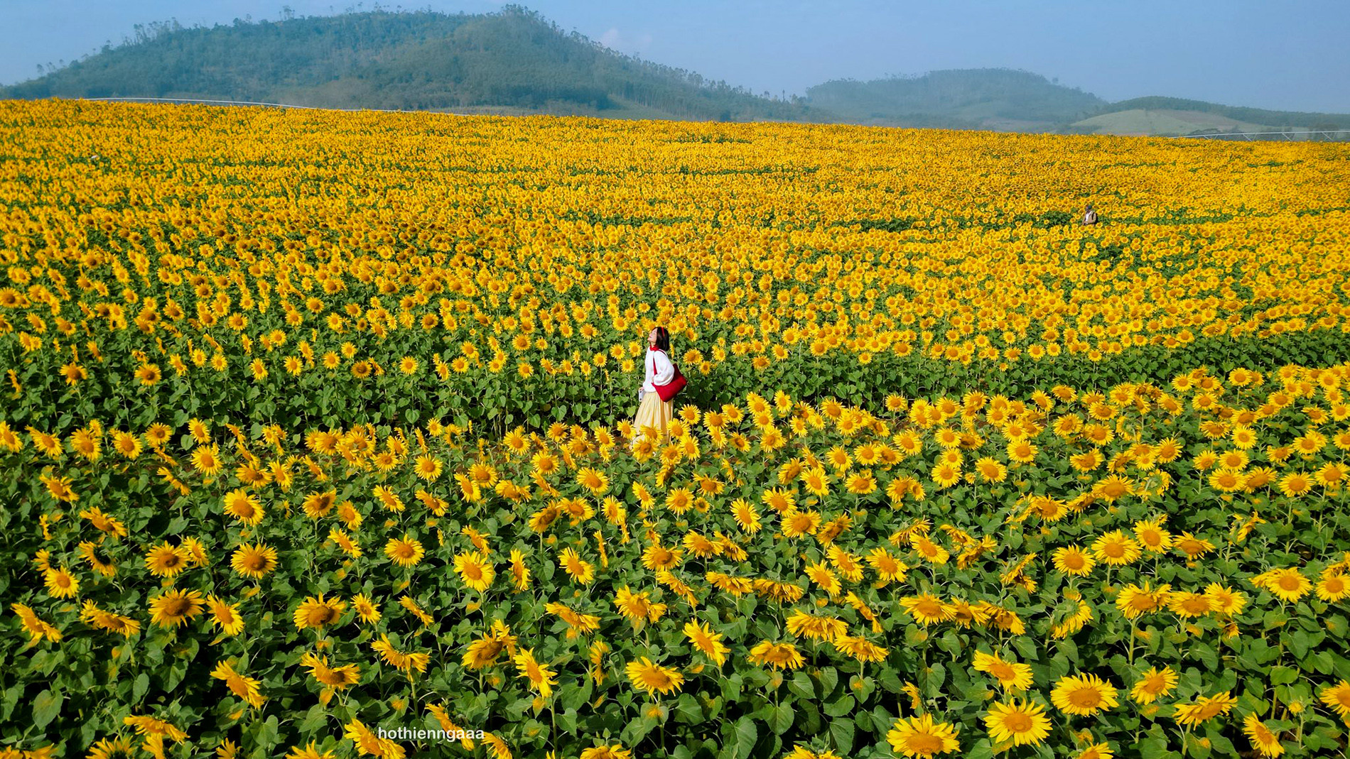 C&aacute;nh đồng hoa hướng dương ở Nghệ An c&aacute;ch H&agrave; Nội 250km , điểm check - in l&yacute; tưởng - Ảnh 1.