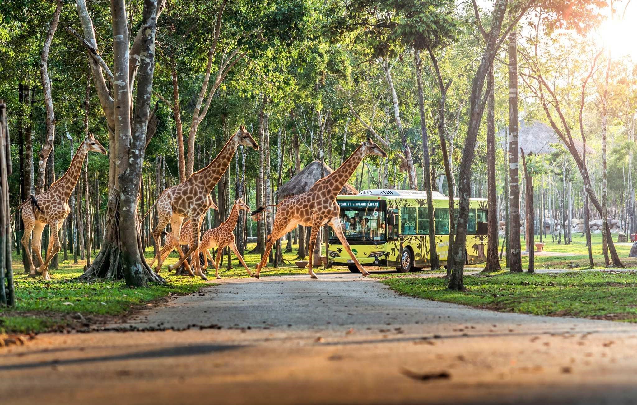 10 năm Vinpearl Safari Ph&uacute; Quốc: Dấu ấn ti&ecirc;n phong của safari b&aacute;n hoang d&atilde; đầu ti&ecirc;n tại Việt Nam - Ảnh 1.