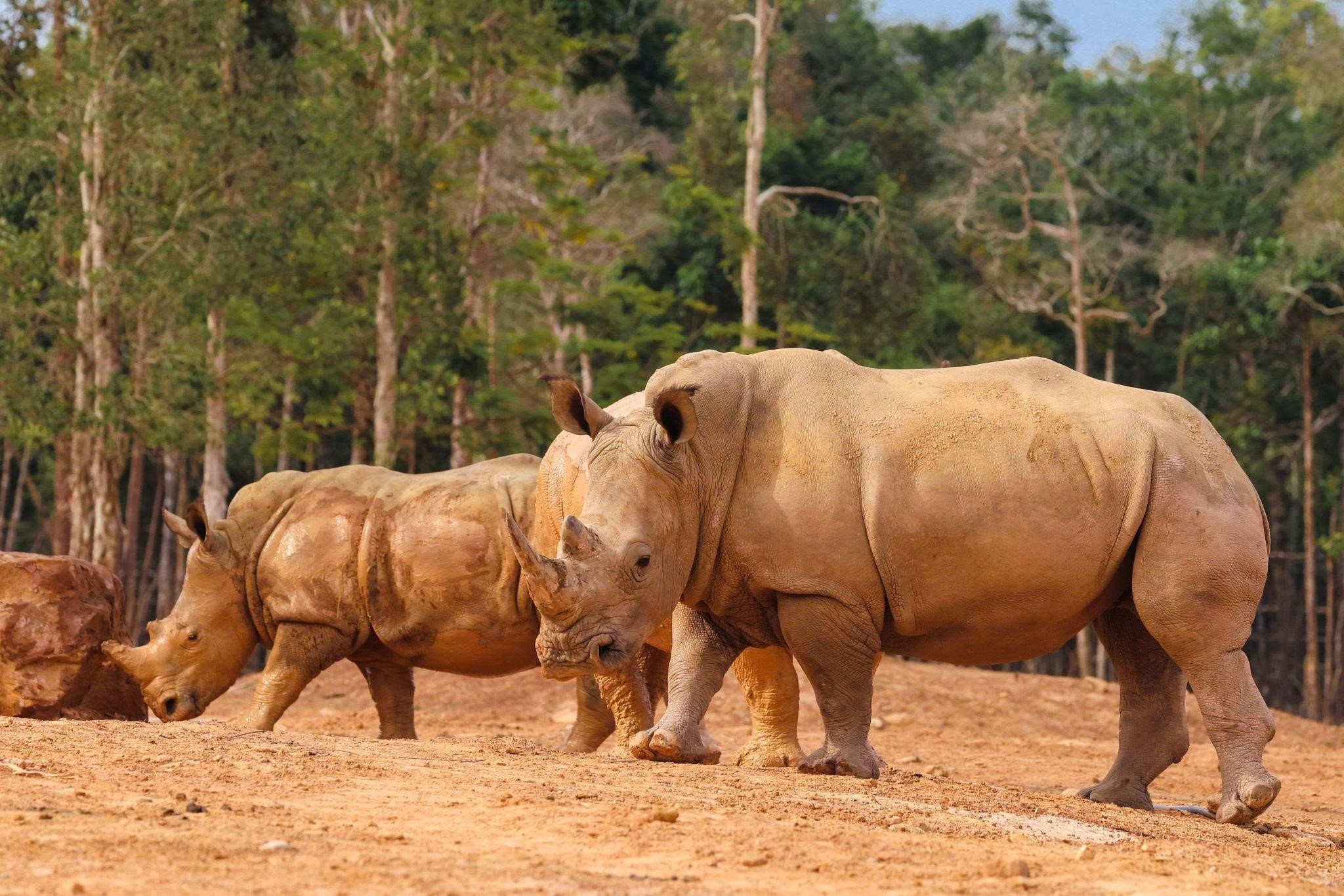 10 năm Vinpearl Safari Ph&uacute; Quốc: Dấu ấn ti&ecirc;n phong của safari b&aacute;n hoang d&atilde; đầu ti&ecirc;n tại Việt Nam - Ảnh 2.