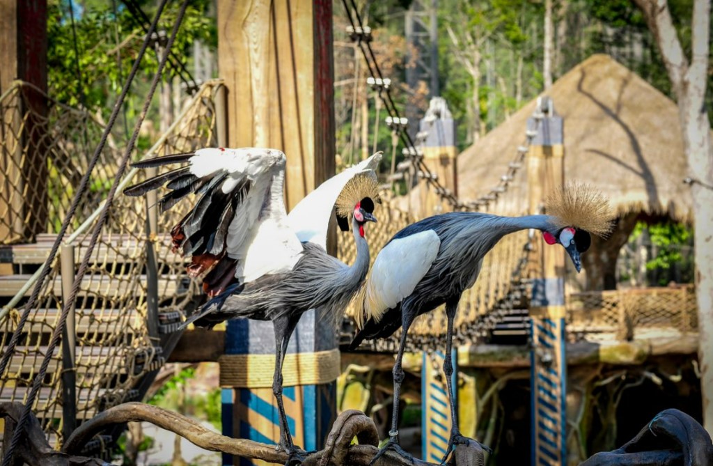 10 năm Vinpearl Safari Ph&uacute; Quốc: Dấu ấn ti&ecirc;n phong của safari b&aacute;n hoang d&atilde; đầu ti&ecirc;n tại Việt Nam - Ảnh 8.