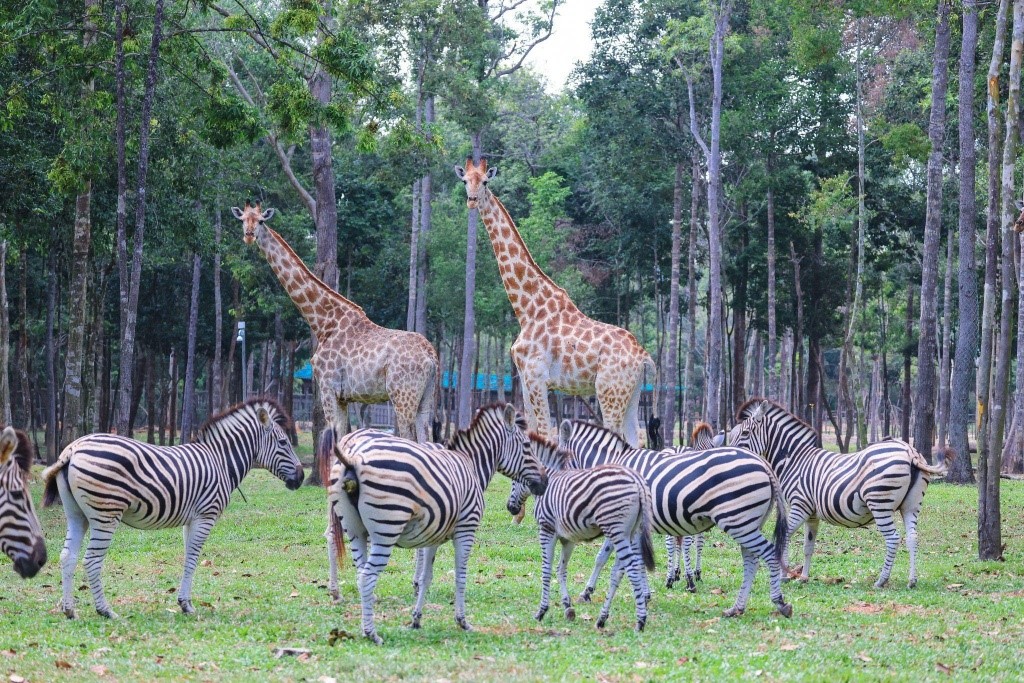 10 năm Vinpearl Safari Ph&uacute; Quốc: Dấu ấn ti&ecirc;n phong của safari b&aacute;n hoang d&atilde; đầu ti&ecirc;n tại Việt Nam - Ảnh 9.