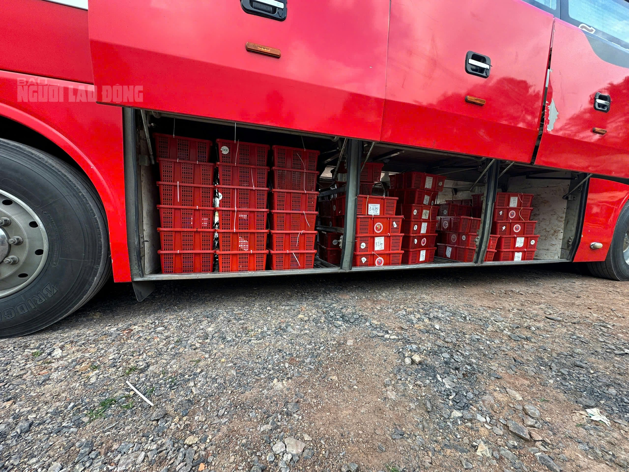 Bắt giữ 676 con rắn hổ mang nặng gần 1 . 000 Kg ở Quảng Trị - Ảnh 1.