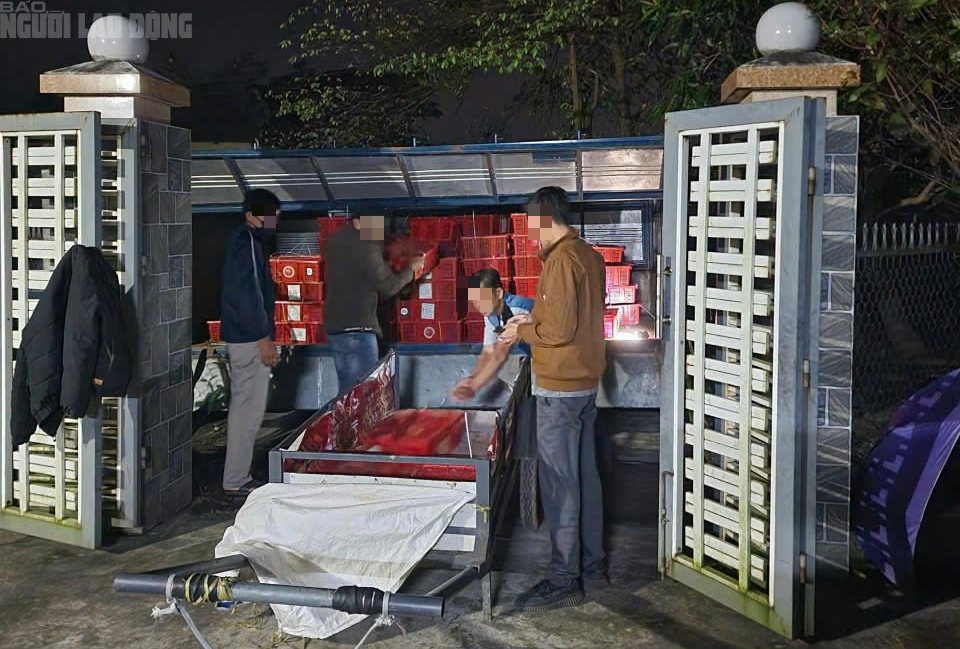 Bắt giữ 676 con rắn hổ mang nặng gần 1 . 000 Kg ở Quảng Trị - Ảnh 2.