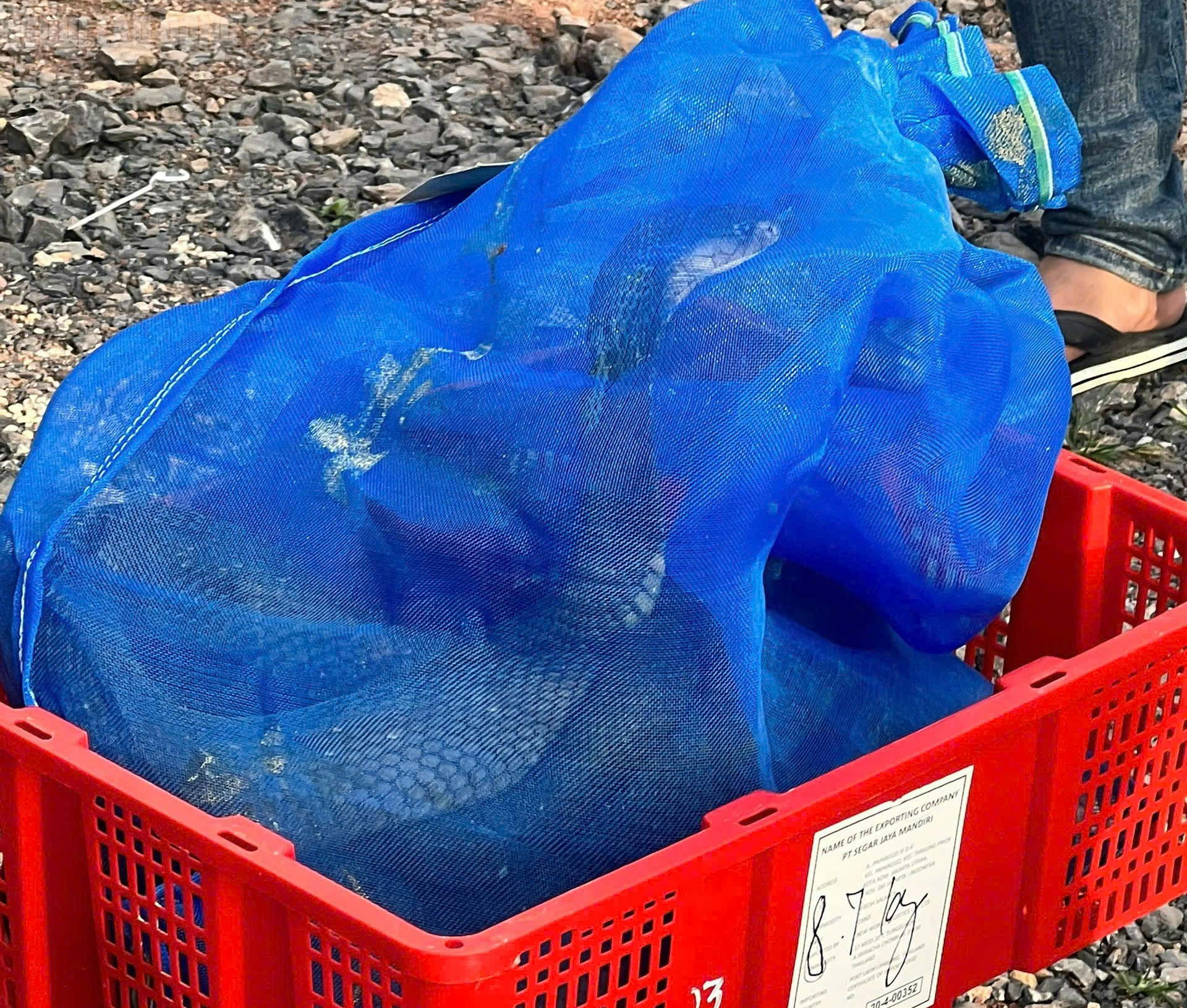 Bắt giữ 676 con rắn hổ mang nặng gần 1 . 000 Kg ở Quảng Trị - Ảnh 3.