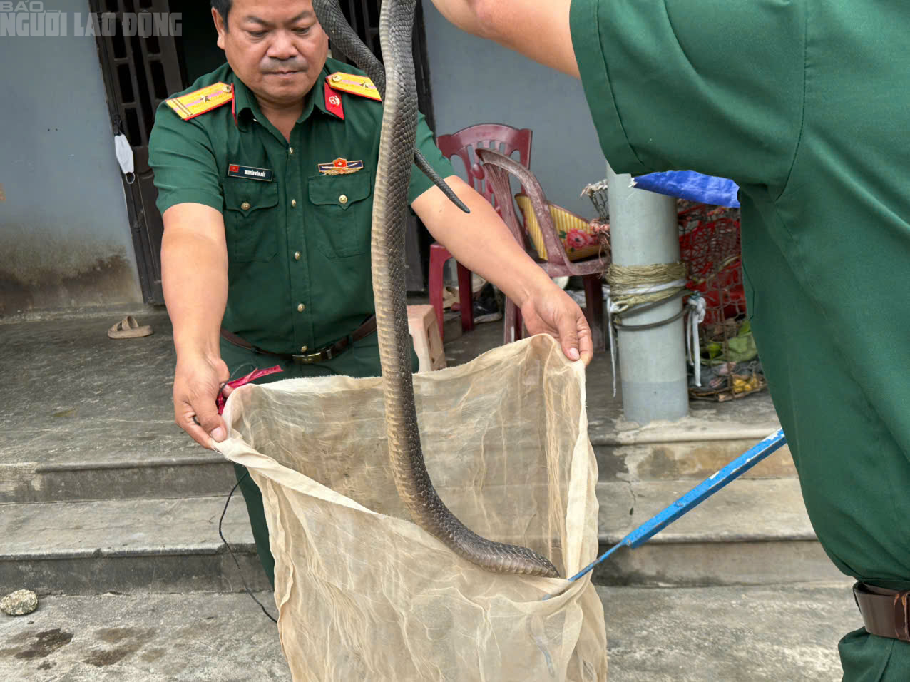 B&agrave;n giao 676 con rắn hổ mang nặng 920kg ở Quảng Trị cho Trại rắn Đồng T&acirc;m - Ảnh 4.