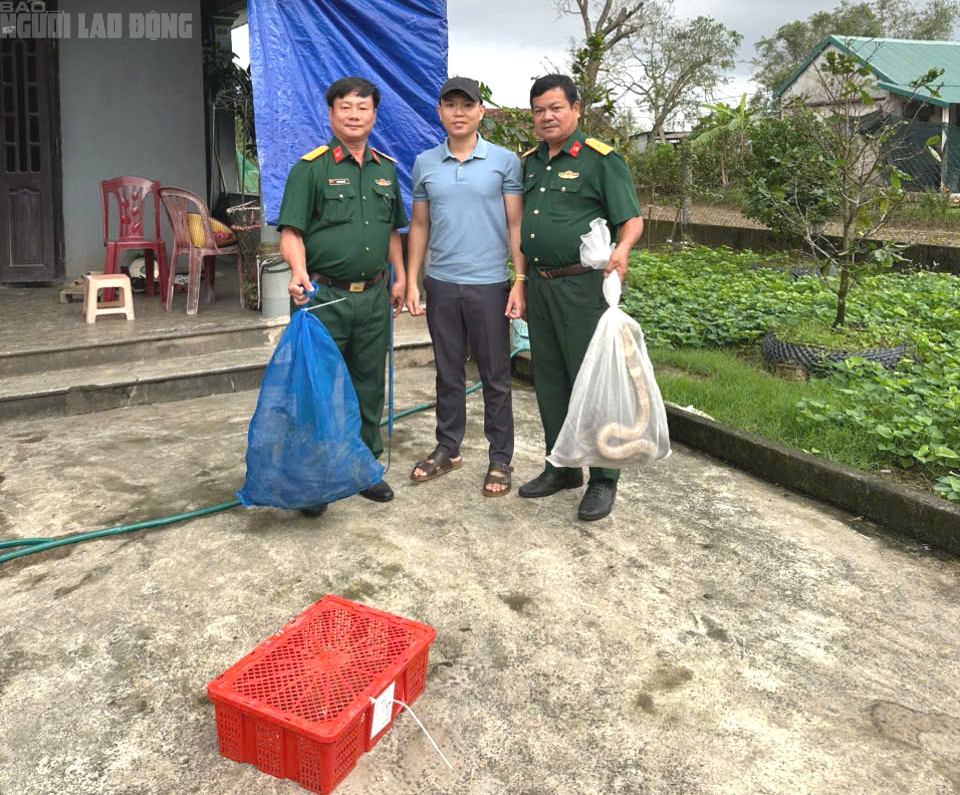 B&agrave;n giao 676 con rắn hổ mang nặng 920kg ở Quảng Trị cho Trại rắn Đồng T&acirc;m - Ảnh 5.
