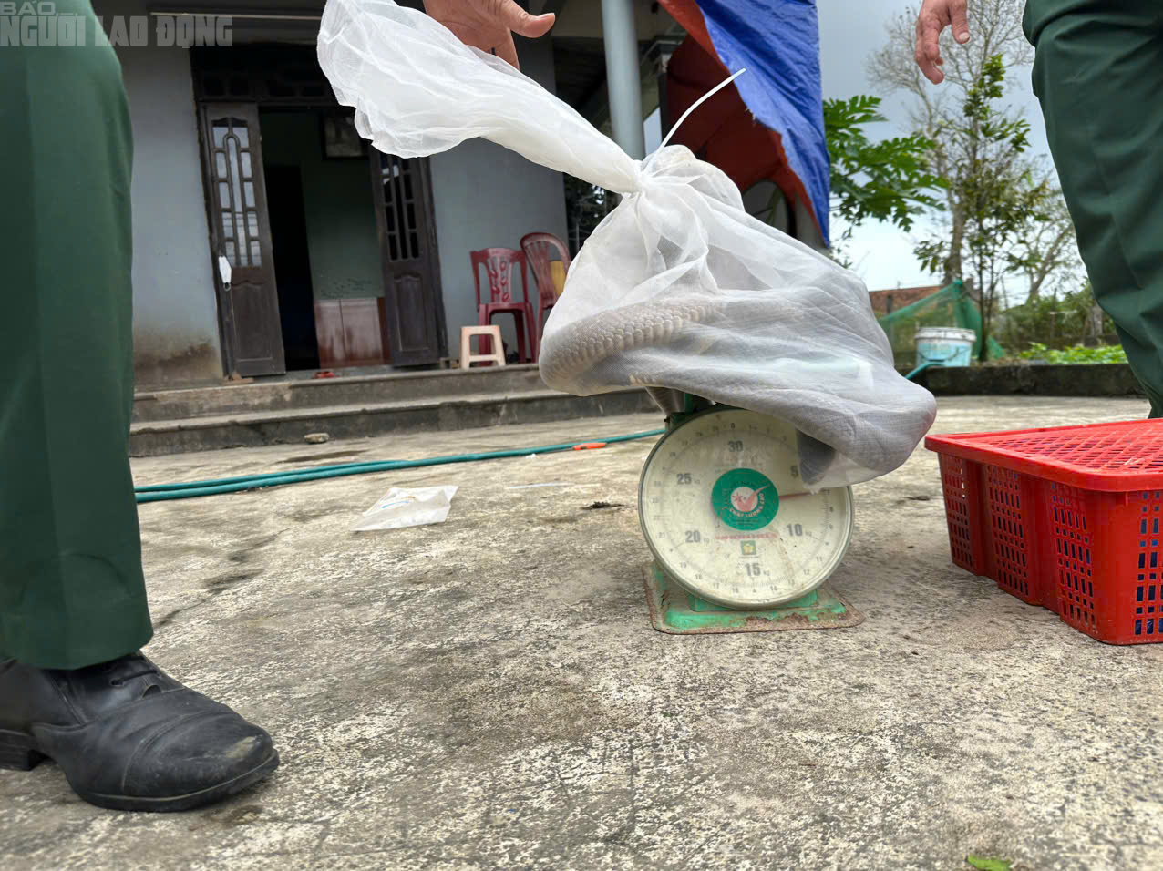 B&agrave;n giao 676 con rắn hổ mang nặng 920kg ở Quảng Trị cho Trại rắn Đồng T&acirc;m - Ảnh 6.