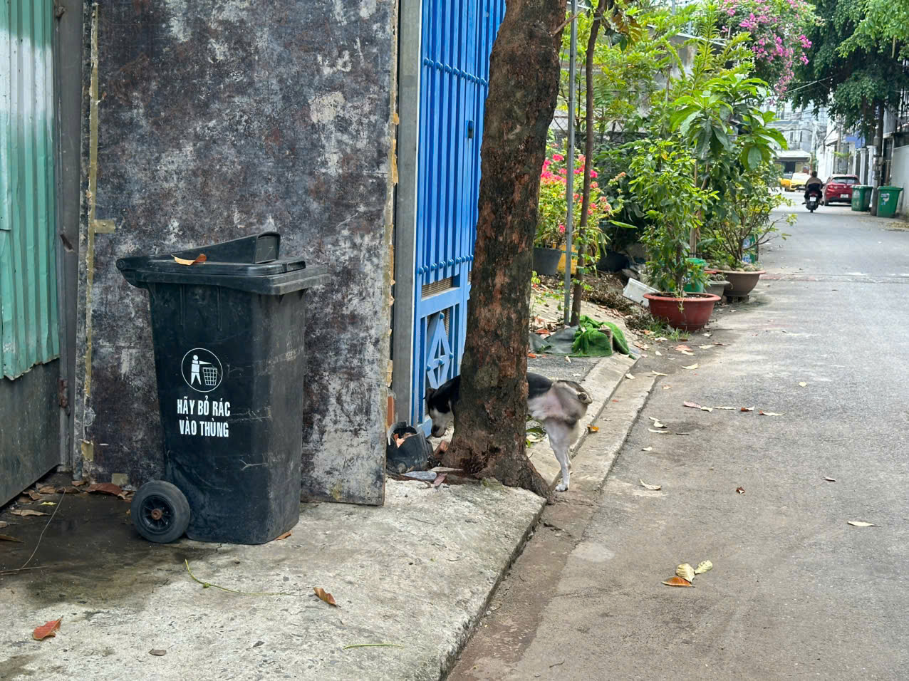 Hình ảnh chó thả rông "nghênh ngang" tại TPHCM - Ảnh 2.