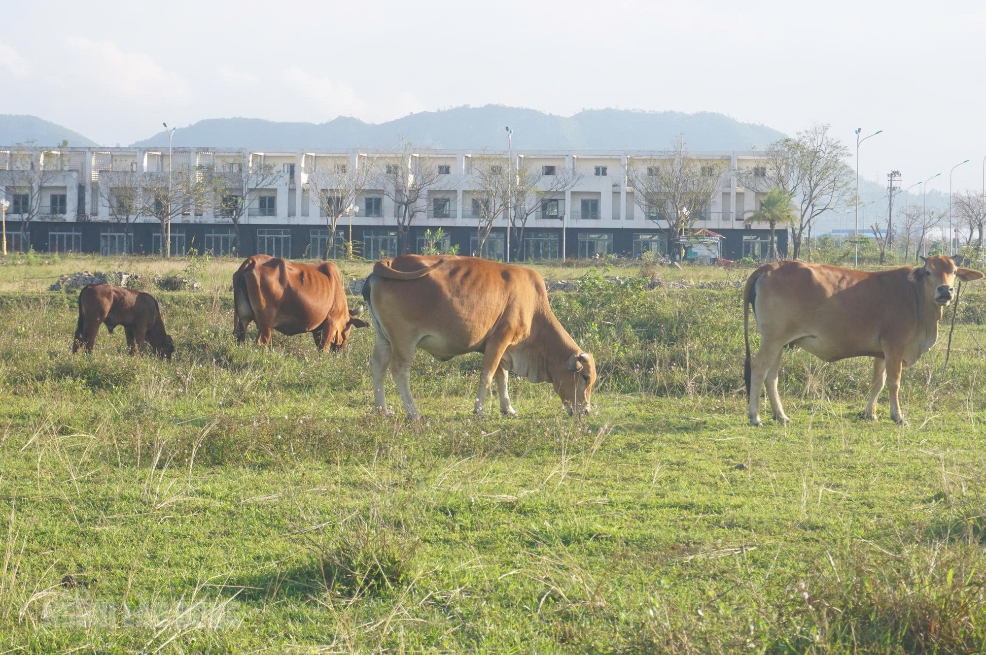 Cảnh hoang h&oacute;a tại khu đ&ocirc; thị Golden Hills City Đ&agrave; Nẵng sau 2 lần Thanh tra - Ảnh 13.