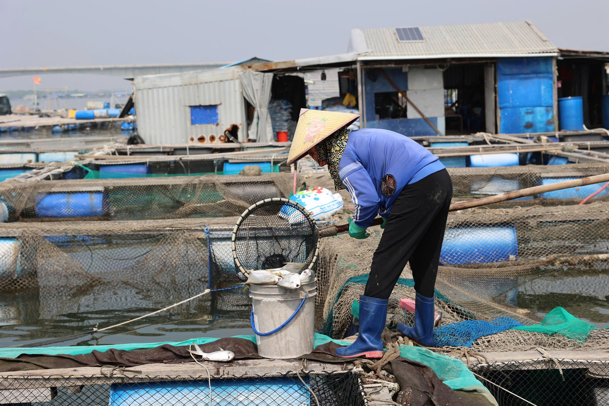 TPHCM: Cá nuôi lồng bè chết trắng trên sông Chà Và - Ảnh 2.