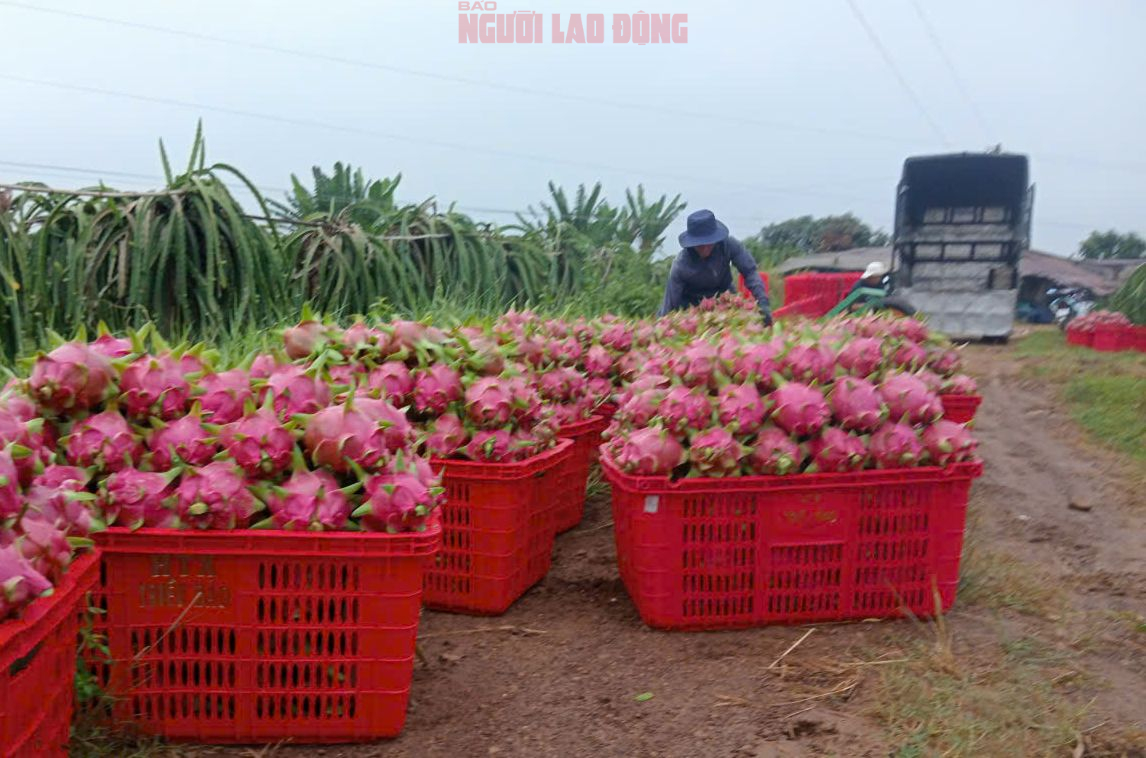 Gi&aacute; thanh long chong đ&egrave;n tại L&acirc;m Đồng tăng mạnh, đạt mức cao nhất nhiều năm - Ảnh 1.